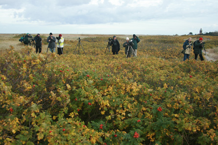 Span vid Falsterbo. Foto: Mats Olsson